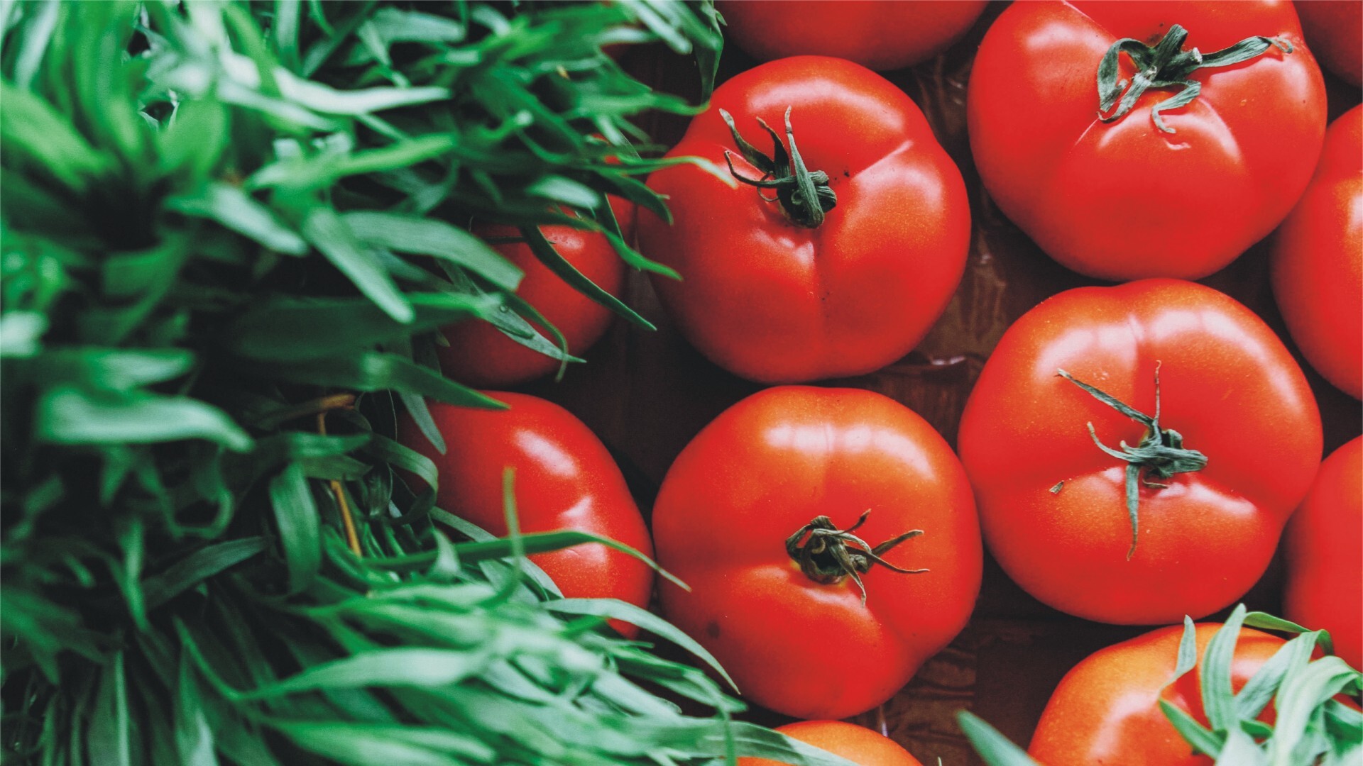 AFRICAN TOMATO | https://fruitsauction.com/