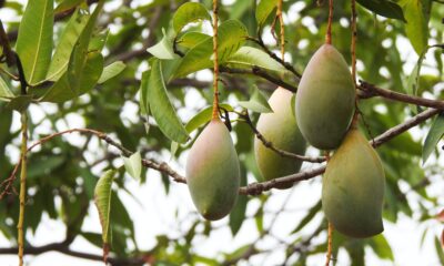 Mango Osteen Tree| https://fruitsauction.com/