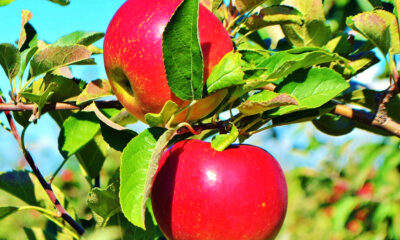 Washington-red-apples | https://fruitsauction.com/