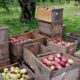 Polish Apples | https://fruitsauction.com/
