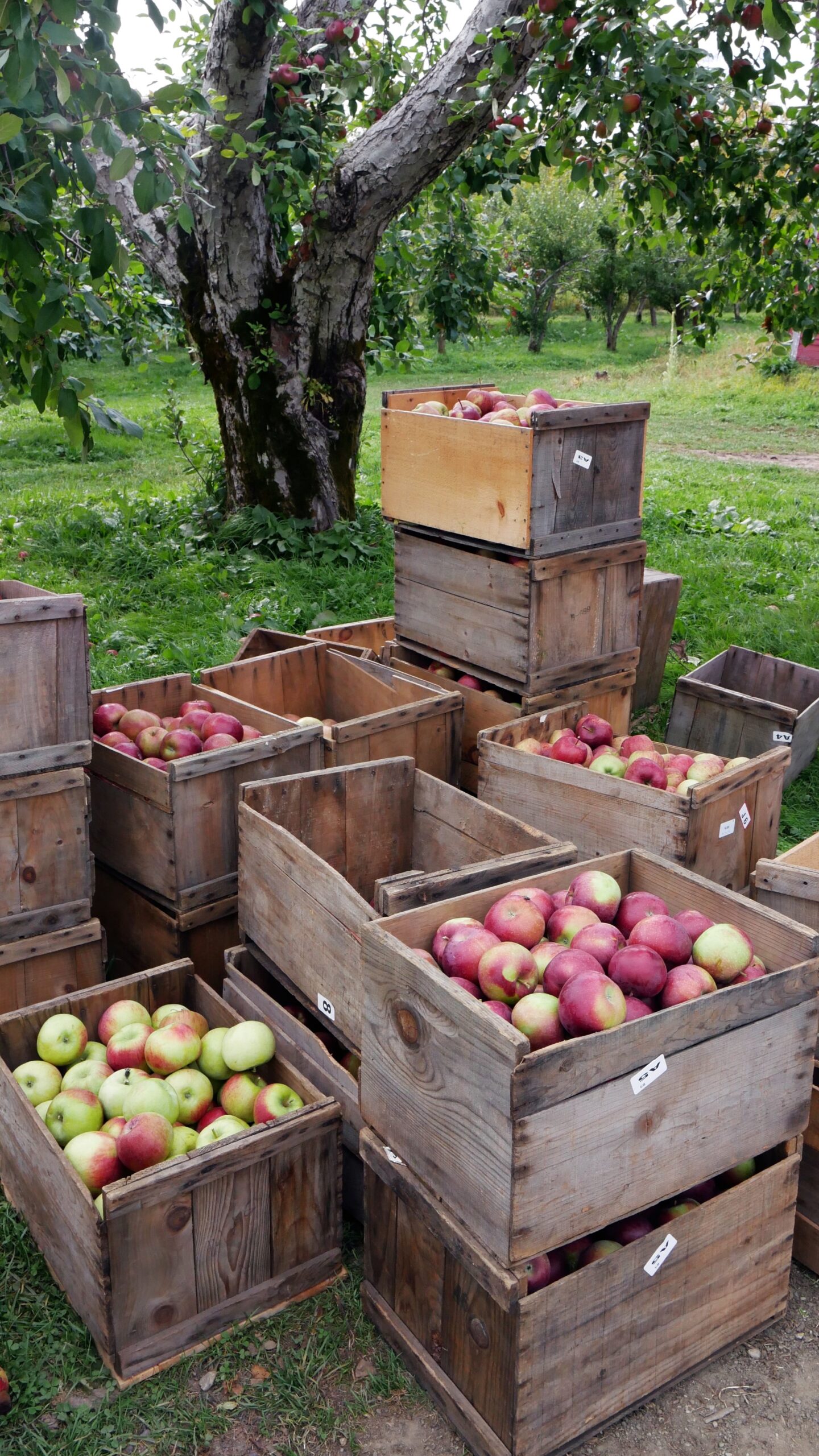 Polish Apples | https://fruitsauction.com/