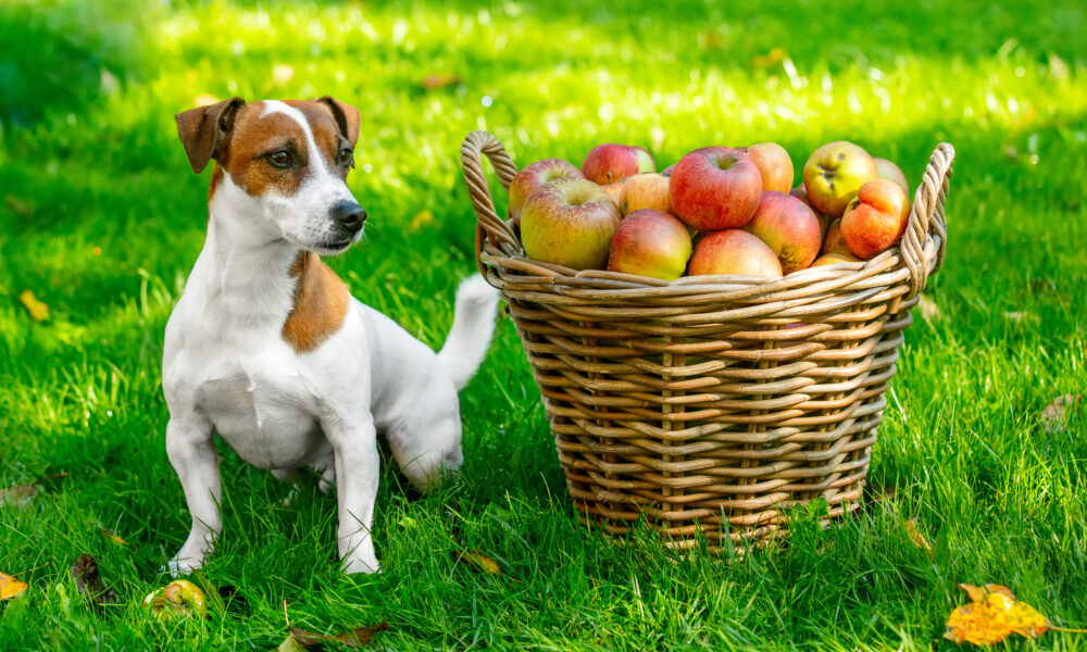 Can dogs eat fruits and vegetables? | https://fruitsauction.com/