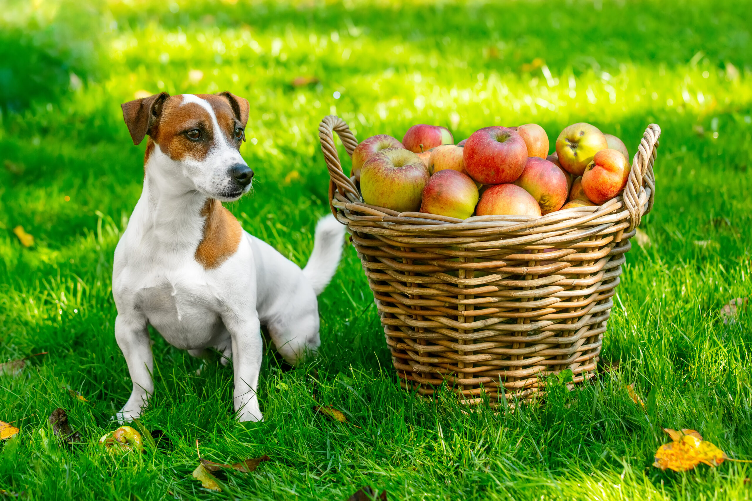 Can dogs eat fruits and vegetables? | https://fruitsauction.com/