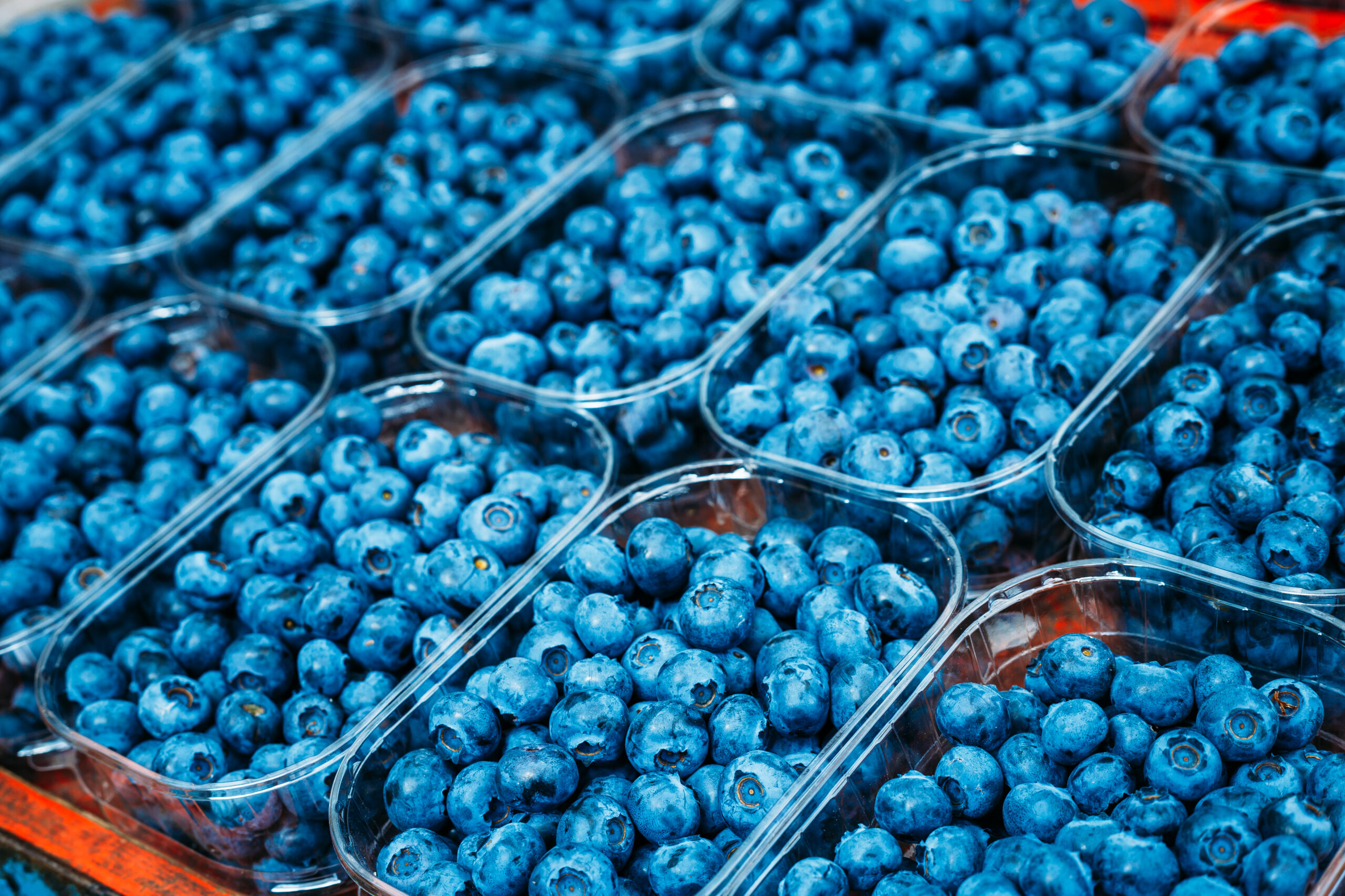 Zimbabwe blueberry| https://fruitsauction.com/