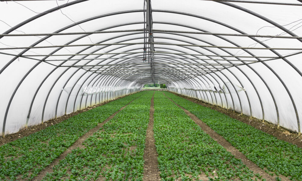 Farming success Greenhouse | https://fruitsauction.com/