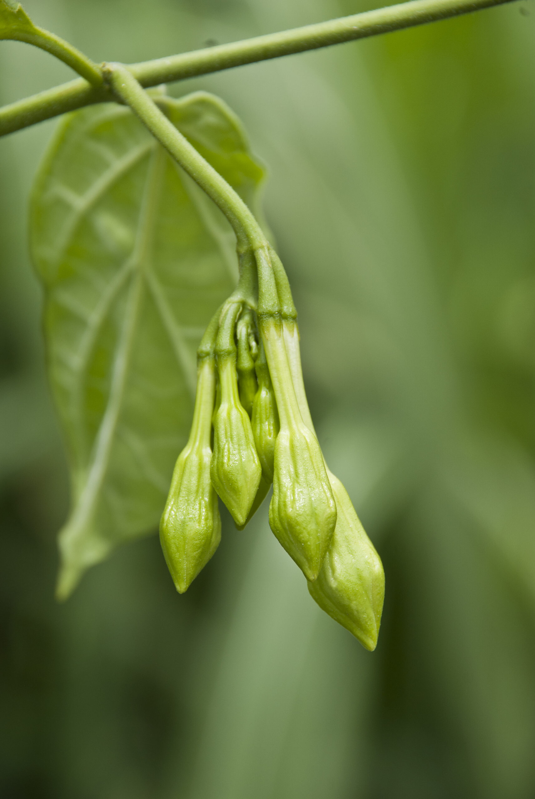 Organic flower of loroco | https://fruitsauction.com/
