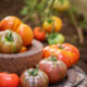 Tomatoes Tariff |https://fruitsauction.com/