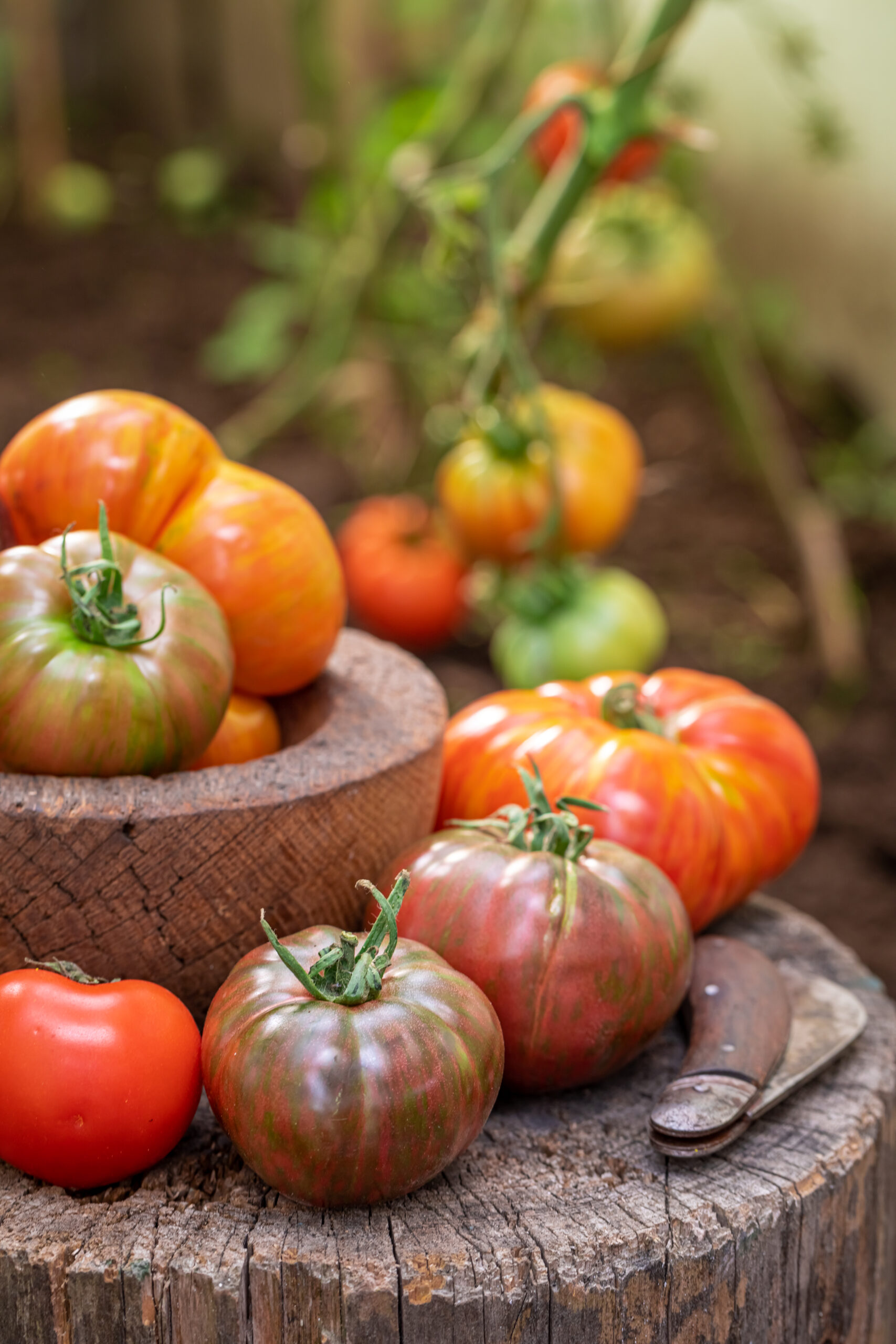 Tomatoes Tariff |https://fruitsauction.com/