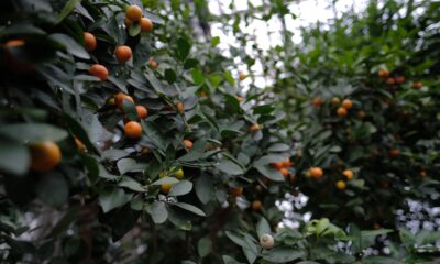citrus fruit tree full of harvest | https://fruitsauction.com/