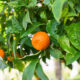Sumo Oranges Fruit Tree| https://fruitsauction.com/