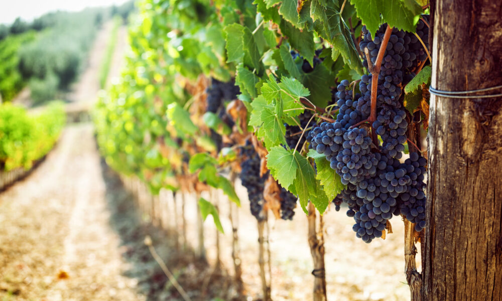 grapes in a vineyard | https://fruitsauction.com/