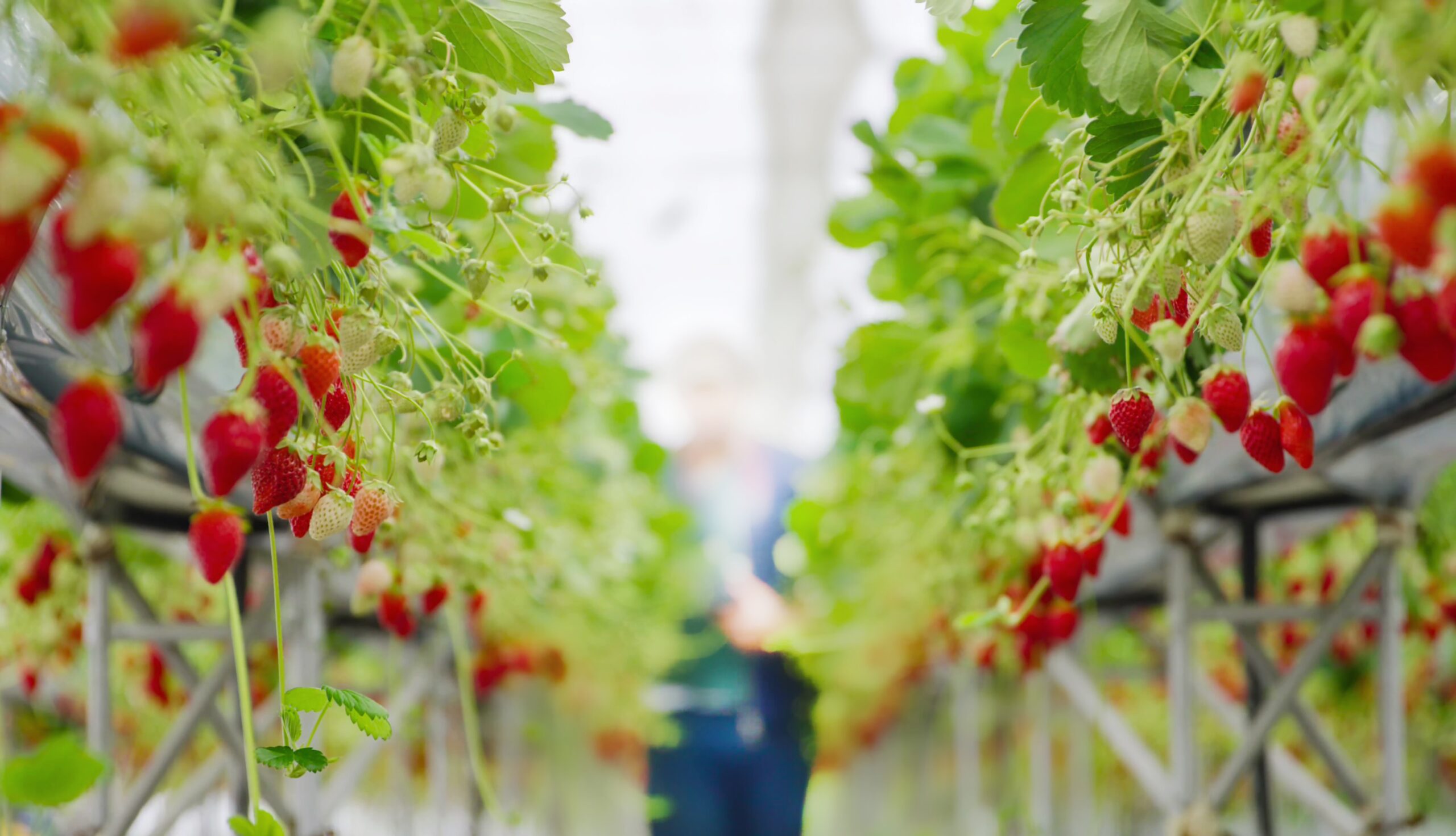 strawberries farm | https://fruitsauction.com/