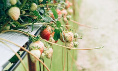 Strawberry Shortage | https://fruitsauction.com/