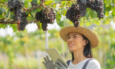 Global Grape Industry |https://fruitsauction.com/