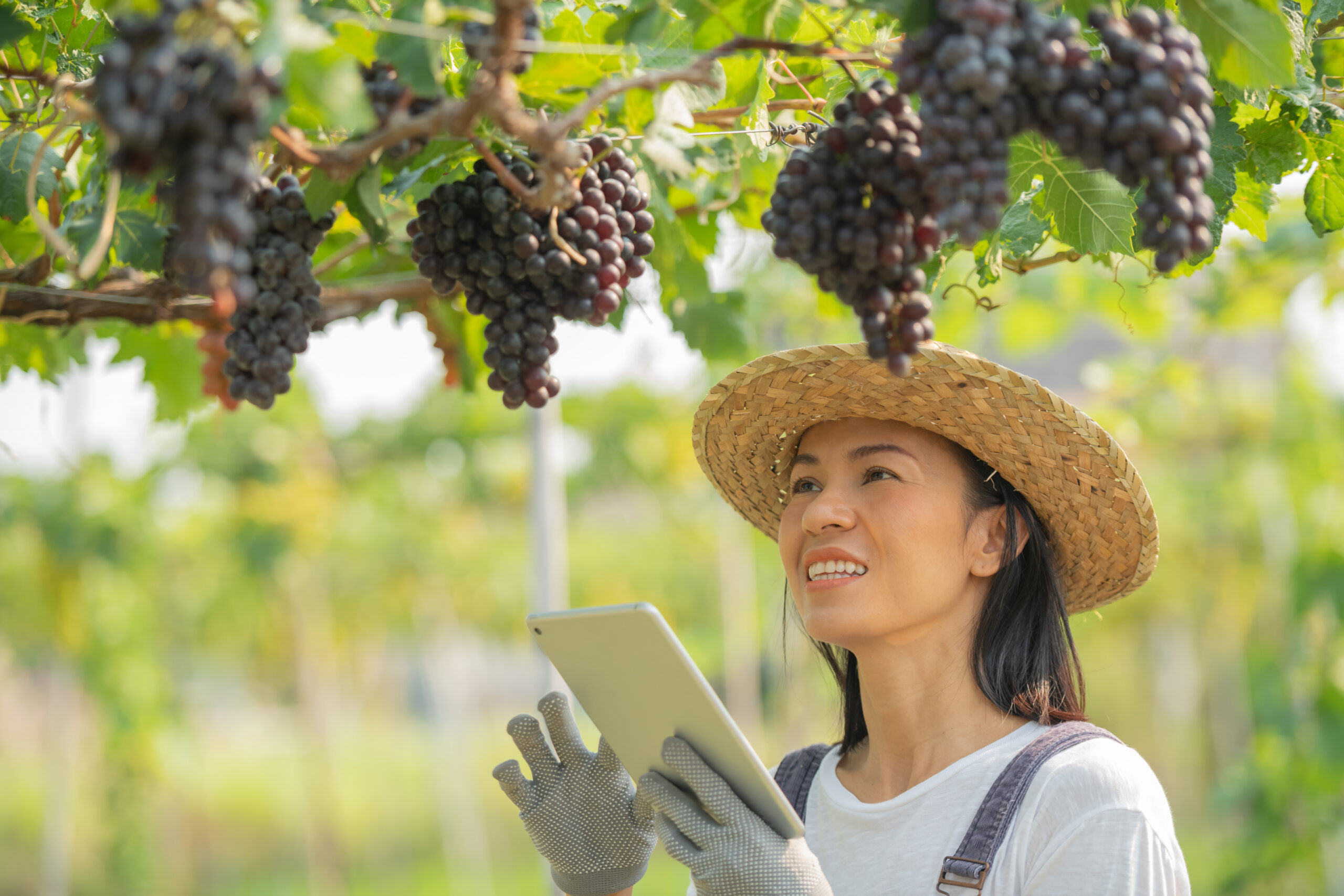 Global Grape Industry |https://fruitsauction.com/