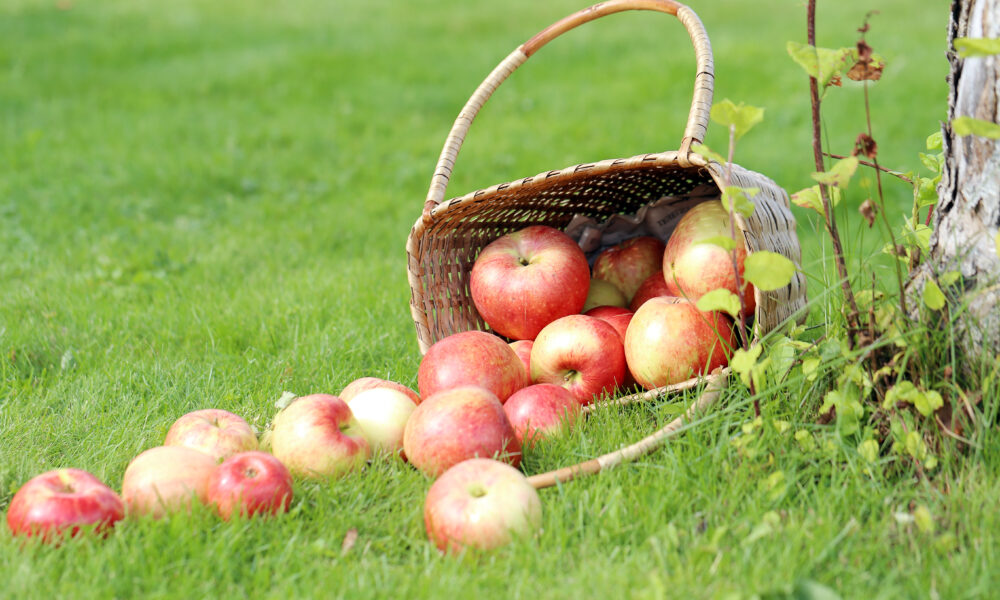 apple flourish | https://fruitsauction.com/