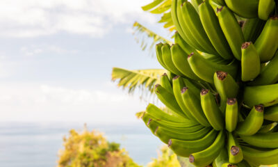 Ecuadorian banana industry | https://fruitsauction.com/