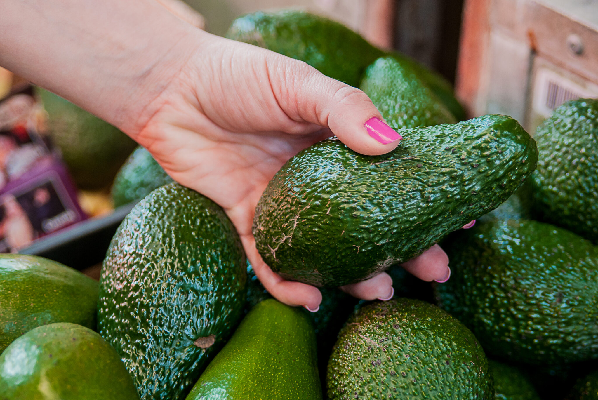 Colombian Avocado Success: Revolutionary Growing Techniques - Fruits ...