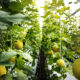 lemon plantings | https://fruitsauction.com/