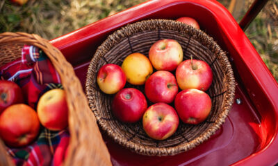 Chilean apples | https://fruitsauction.com/