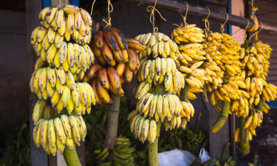 Ecuadorian bananas | https://fruitsauction.com/