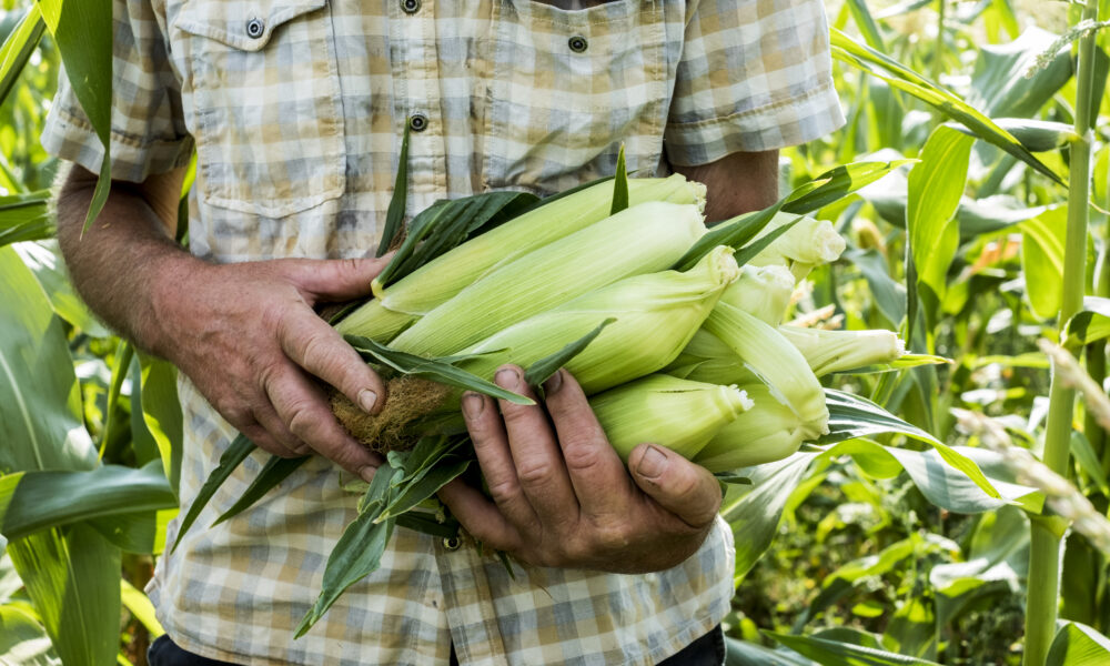 perennial corn | https://fruitsauction.com/