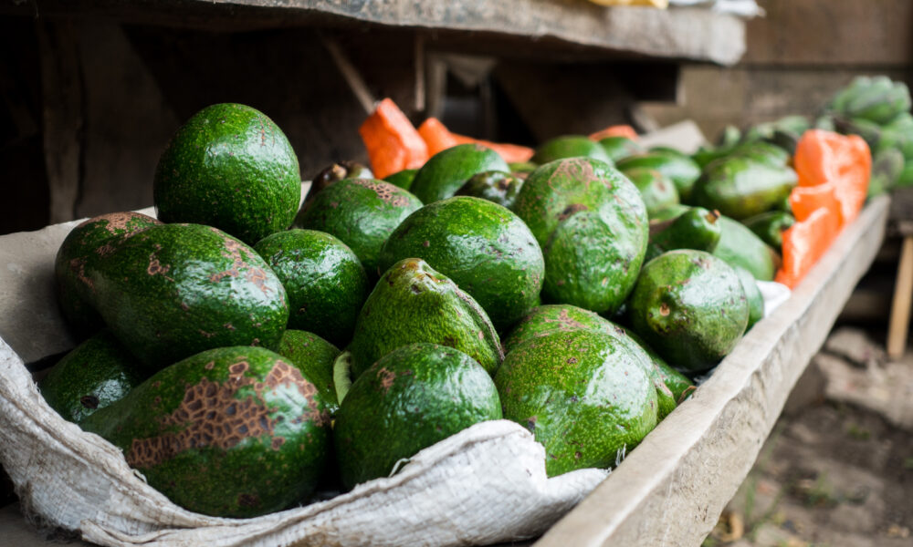South African avocado exports | https://fruitsauction.com/