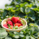 UK strawberry imports | https://fruitsauction.com/