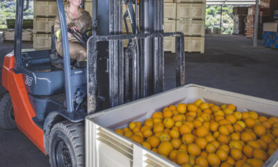 Sicily Orange Season | https://fruitsauction.com/