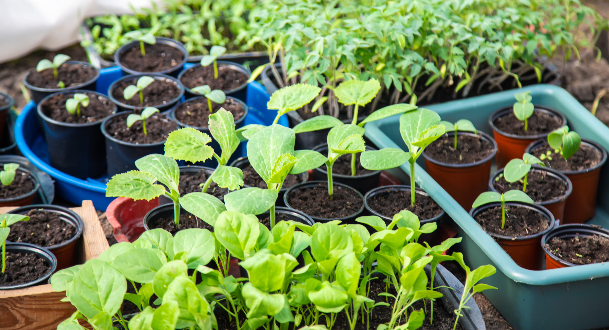 harvesting windows | https://fruitsauction.com/