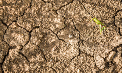 dry soil | https://fruitsauction.com/