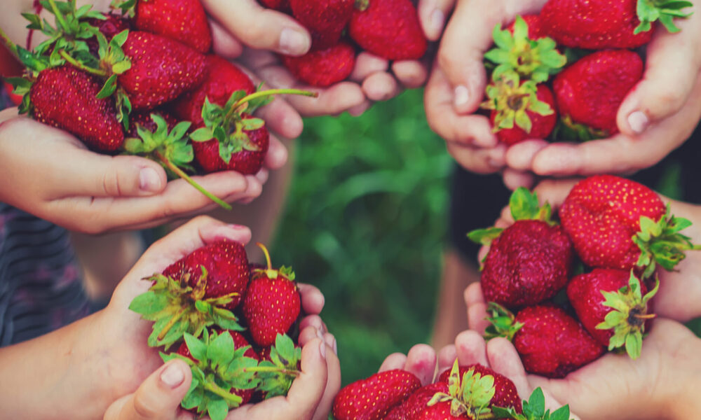year-round strawberry |https://fruitsauction.com/