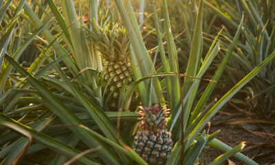 pineapple industry | https://fruitsauction.com/