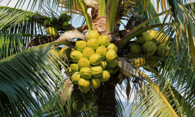 Vietnamese coconuts | https://fruitsauction.com/