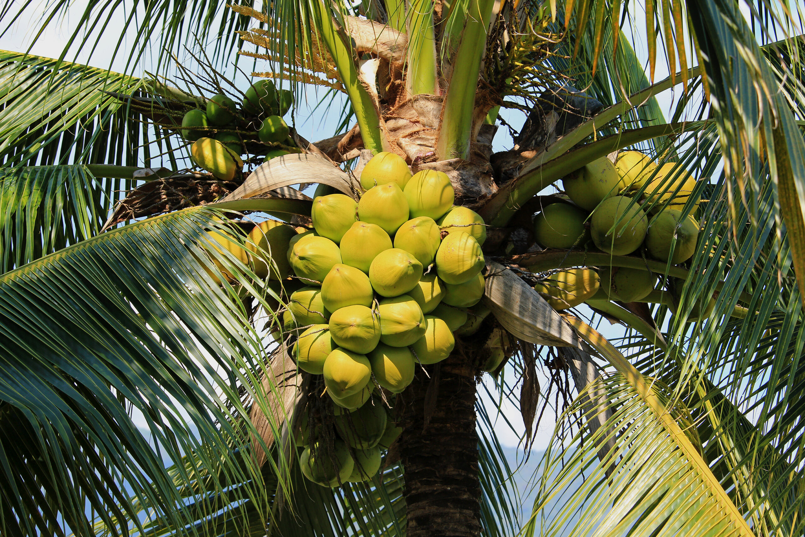 Vietnamese coconuts | https://fruitsauction.com/