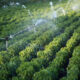 Orchard Irrigation | https://fruitsauction.com/