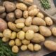 European Potato | https://fruitsauction.com/